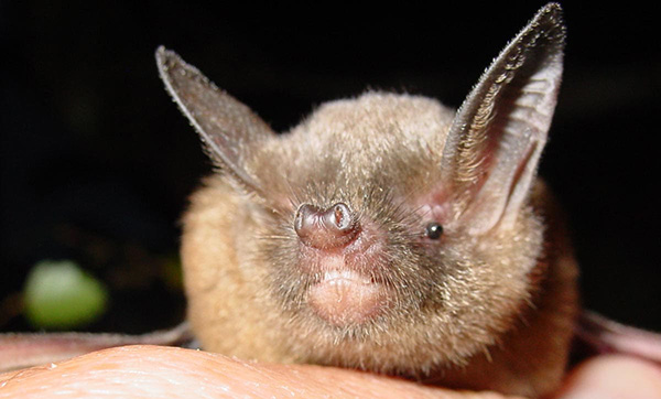 short-tailed bat