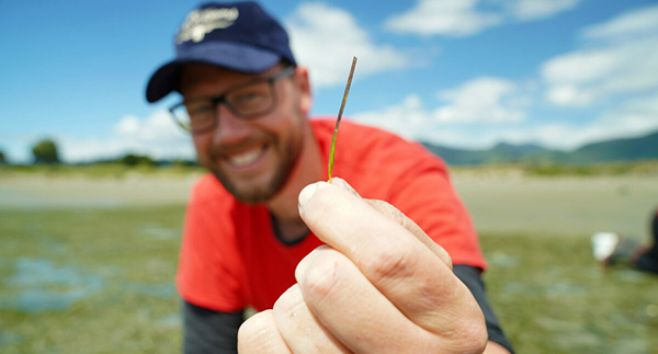 harvesting seagrass