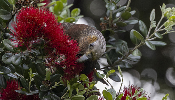 Kaka in a pohutukawa tree