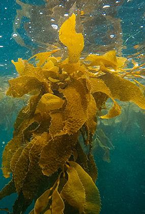 kelp