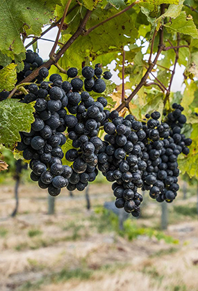 pinot grapes