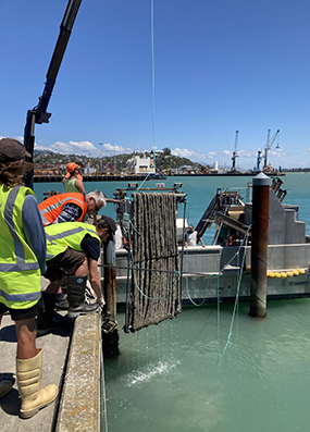 Living filter trial installation