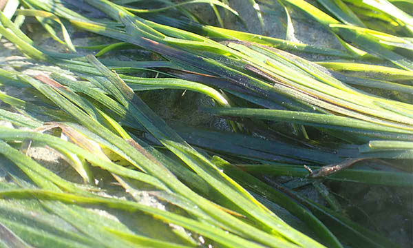 Seagrass
