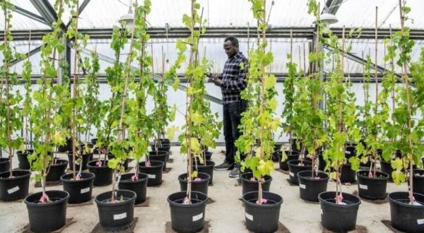 Sauvignon Blanc grapevines