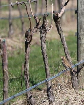 vineyard