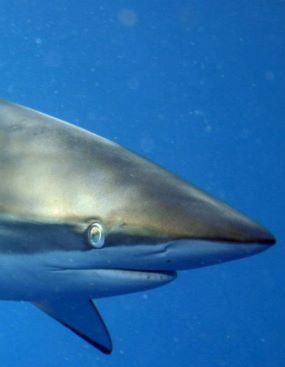 Silky shark
