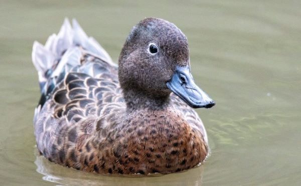 brown teal pāteke