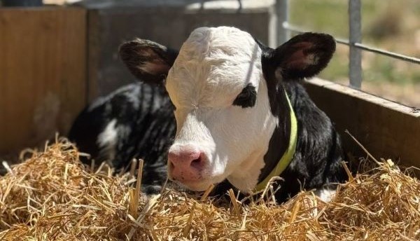 A calf in the vaccine pilot study