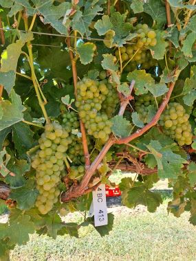sauvignon blanc grapes