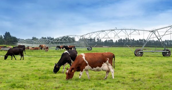 cows and irrigation