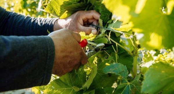 Pruning grape vines