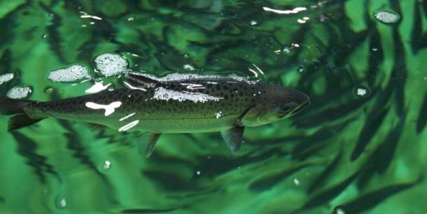 juvenile salmon