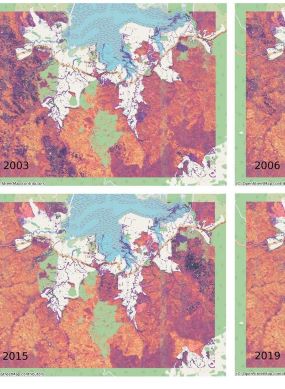 Dragonfly forest maps