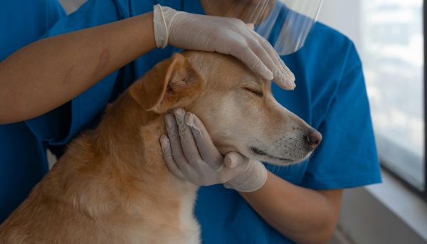 dog at the vet