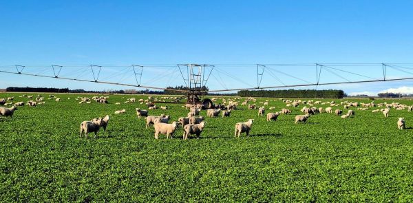 irrigation machinery in sheep pasture