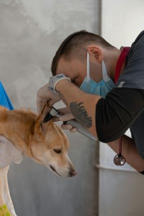 Vet examining a dog