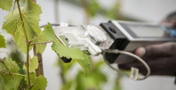 Sauvignon blanc grapes