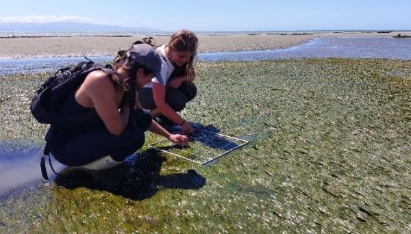 seagrass mapping