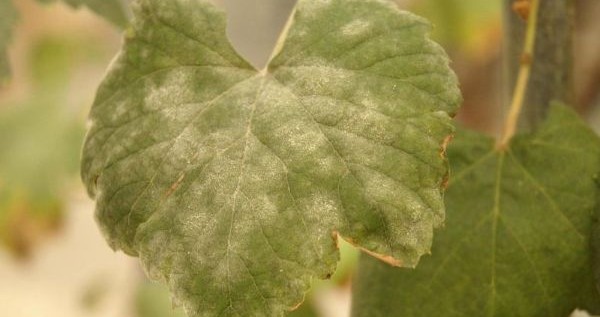 powery mildew on grape leaf
