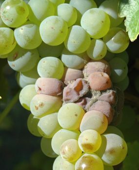 spores on infected berries