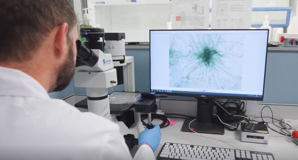 examining cyanobacteria under the microscope