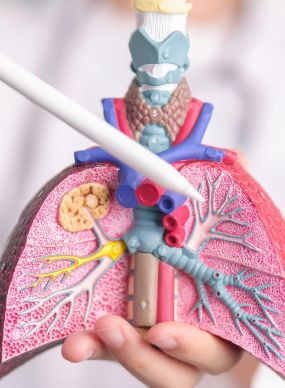 model of lungs