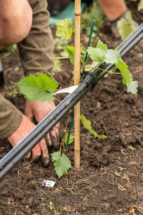 Sauvignon blanc clone