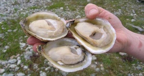Bluff oysters