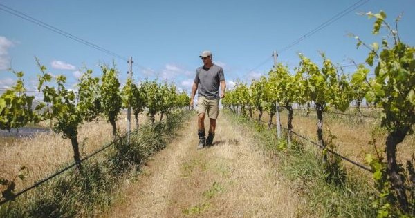 vineyard