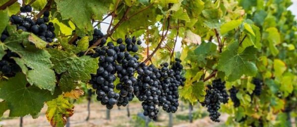 Pinot noir grape vines