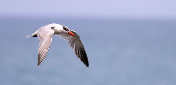 Caspian tern