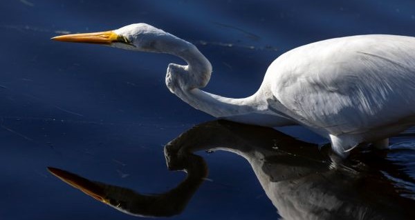White heron in fresh water